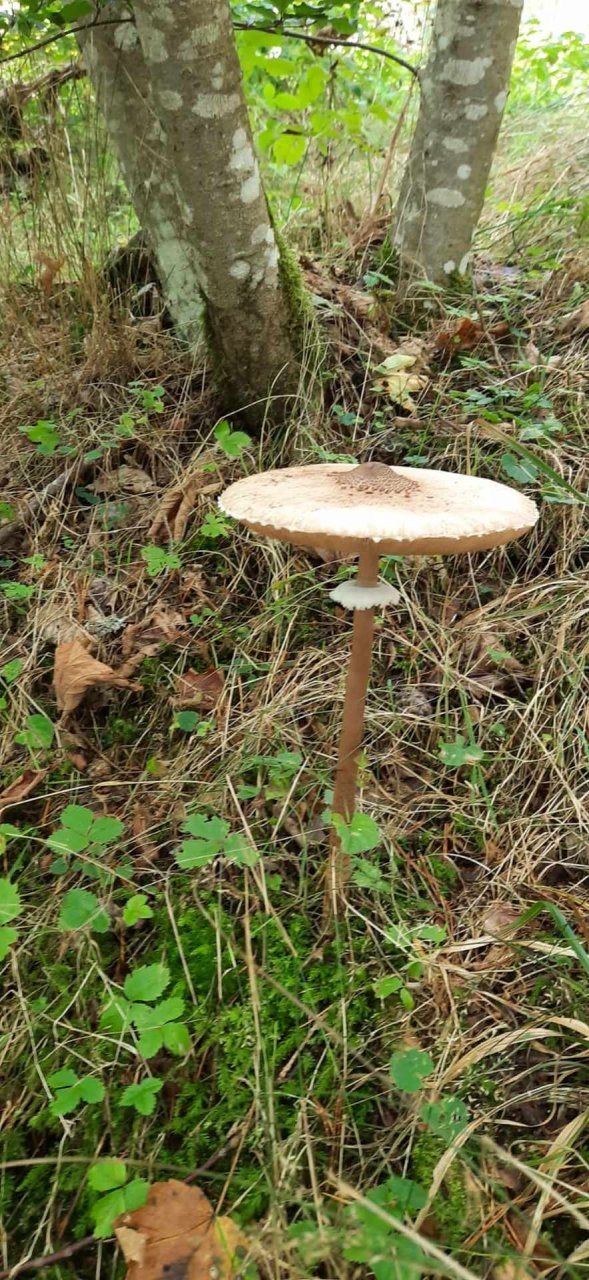 	14 3 Tage auf dem Schluchtensteig im Südschwarzwald